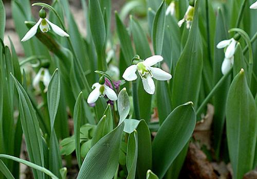 Галантусы когда сажать. Сорта для выращивания 06