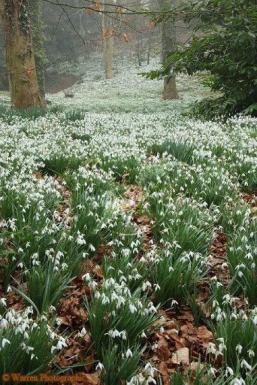 Как собрать семена подснежника. 
