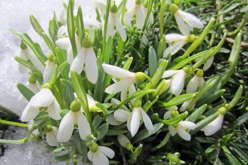 Когда сажать подснежники. Подснежники (50 фото): виды, посадка и уход в открытом грунте