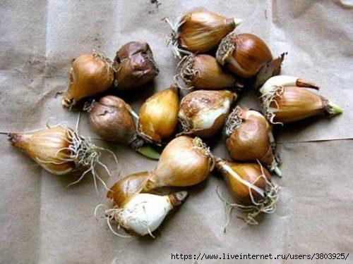 Галантусы когда сажать. Сорта для выращивания 02