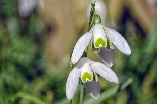 Когда сажать подснежники. Подснежники (50 фото): виды, посадка и уход в открытом грунте