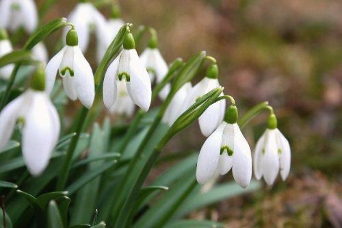 Когда сажать подснежники. Подснежники (50 фото): виды, посадка и уход в открытом грунте