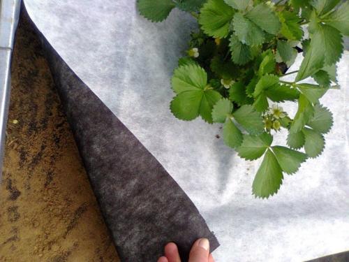 Укрывной материал на зиму для растений, как выбрать. Как подготовить к зиме спанбонд 07