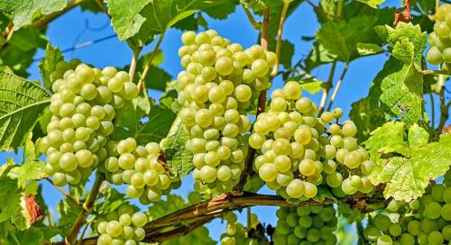 Какие растения лучше выбирать для осеннего сада