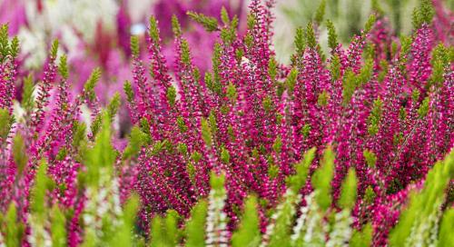 Осенние сады: Какие растения выбрать для успешного выращивания 06