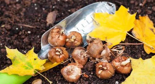 Осенние сады: Какие растения выбрать для успешного выращивания 01