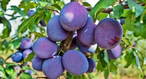 Осенние сады: Какие растения выбрать для успешного выращивания 11