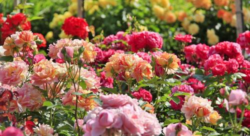 Какие растения лучше выбирать для осеннего сада