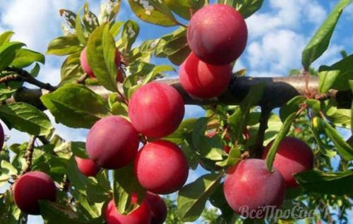 Какую землю любит слива. Посадка сливы