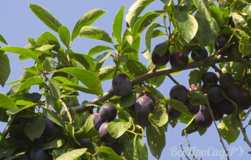 Какую землю любит слива. Посадка сливы