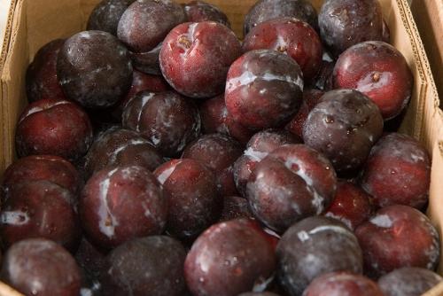 Посадочная яма для сливы. Посадка сливы по пунктам!