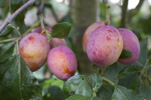 Посадочная яма для сливы. Посадка сливы по пунктам!
