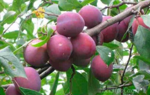 Какую землю любит слива. Посадка сливы