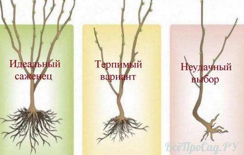 Какую землю любит слива. Посадка сливы