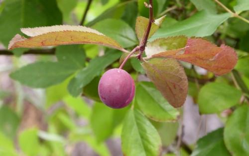 Почва для сливы при посадке. Посадка сливы осенью 09