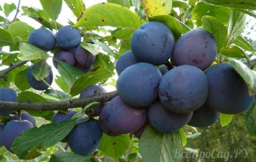 Какую землю любит слива. Посадка сливы