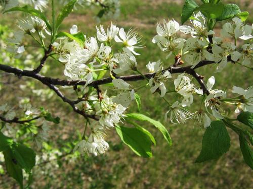 Посадочная яма для сливы. Посадка сливы по пунктам!