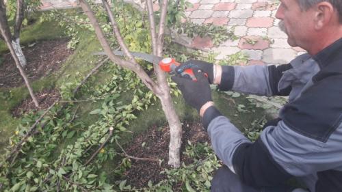 Почва для сливы при посадке. Посадка сливы осенью 10