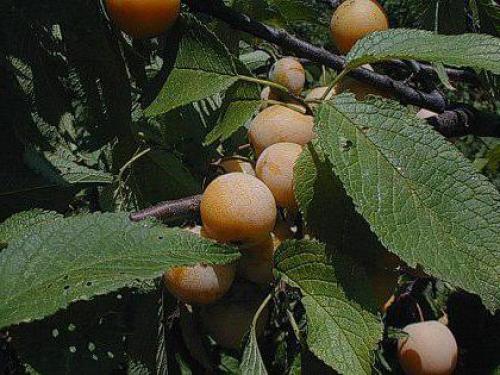 Почва для сливы при посадке. Посадка сливы осенью 08