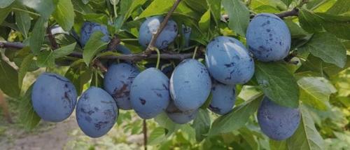 Какую землю любит слива. Посадка сливы