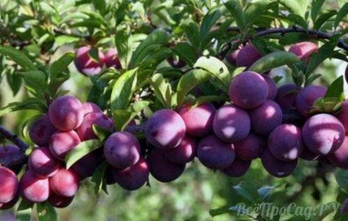 Какую землю любит слива. Посадка сливы