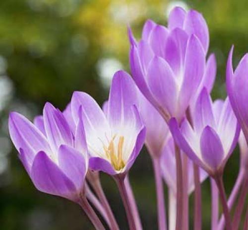 Безвременник посадка луковиц. Посадка и пересадка