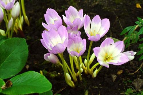 Можно ли сажать безвременник в октябре. Посадка безвременника в открытый грунт