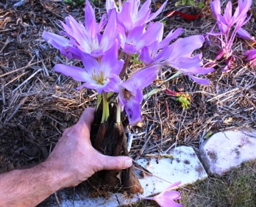 Когда пересаживать безвременник. Выращивание из дочерних луковиц