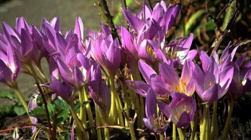 Безвременник в ландшафтном дизайне. Безвременник осенний: описание, сорта, посадка и уход