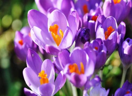 Можно ли сажать безвременник в октябре. Посадка безвременника в открытый грунт