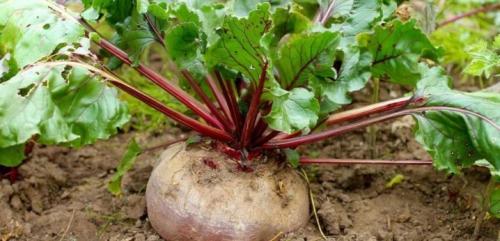 После капусты, что можно сажать. Что сажать после капусты на следующий год 14 После капусты, что можно сажать. Что сажать после капусты на следующий год 14