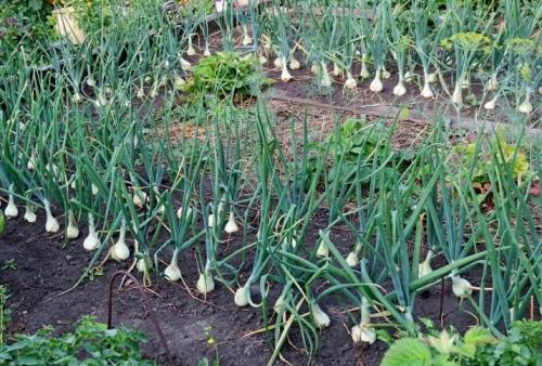 После капусты, что можно сажать. Что сажать после капусты на следующий год 05 После капусты, что можно сажать. Что сажать после капусты на следующий год 05