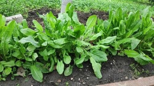 После капусты, что можно сажать. Что сажать после капусты на следующий год 08 После капусты, что можно сажать. Что сажать после капусты на следующий год 08