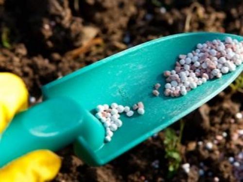 После капусты, что можно сажать. Что сажать после капусты на следующий год 10 После капусты, что можно сажать. Что сажать после капусты на следующий год 10