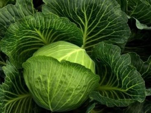 После капусты, что можно сажать. Что сажать после капусты на следующий год 04 После капусты, что можно сажать. Что сажать после капусты на следующий год 04