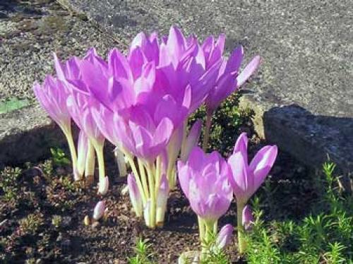 Безвременник посадка луковиц. Посадка и пересадка