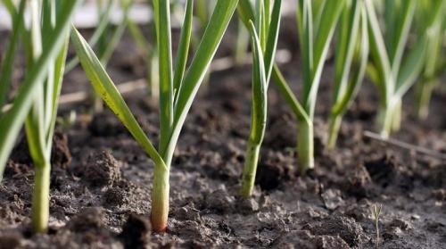 Что можно посадить после чеснока. Что можно сажать после чеснока?