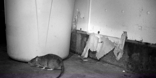 Без мышей: 12 эффективных способов защитить свой дом 05