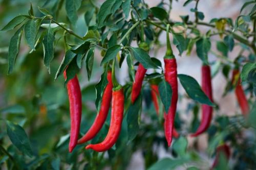 Перец острый. Сорта острого перца, популярные на