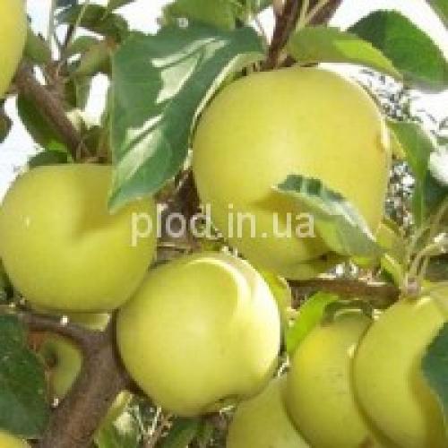 Сорта яблок в украине. Яблони