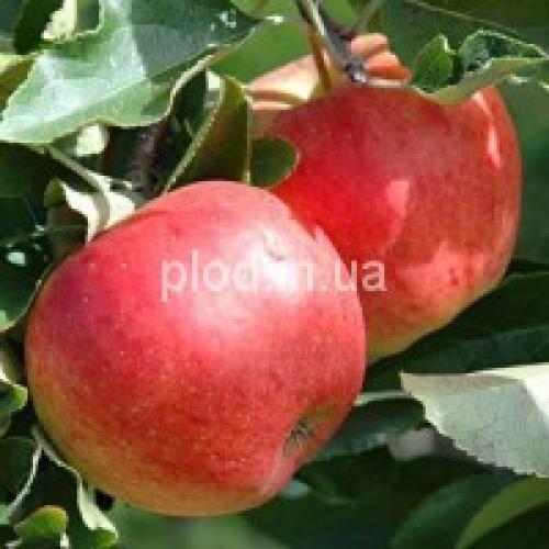 Сорта яблок в украине. Яблони