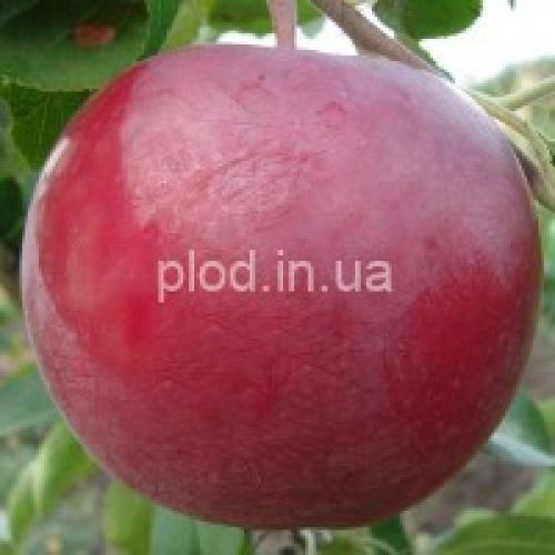 Сорта яблок в украине. Яблони