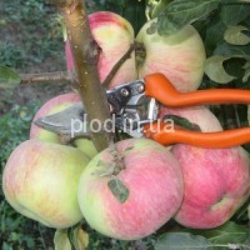 Сорта яблок в украине. Яблони