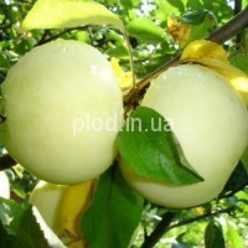 Сорта яблок в украине. Яблони