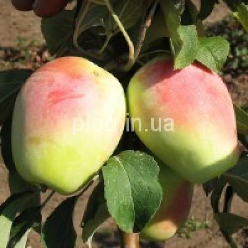 Сорта яблок в украине. Яблони