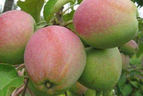 Маленькие желтые яблоки сорт. Лучшие сорта яблок: фото, названия и описания (каталог)