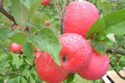 Сорт яблок с розовыми прожилками внутри