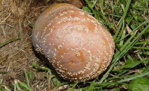 Сорт яблок с розовыми прожилками внутри