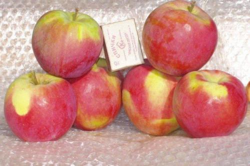 Яблоко красное с зеленоватой мякотью. Зеленые яблоки: лучшие сорта с названиями и фото (каталог)