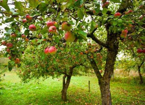 Яблоня ранняя сладкая. Ранние сорта яблок для Подмосковья